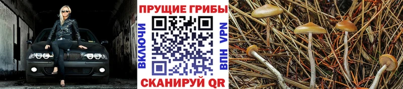 Купить закладки  Дорогобуж  Галлюциногенные грибы MAGIC MUSHROOMS 